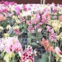 皇達花卉，亞洲最大的蝴蝶蘭基地
