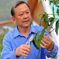 臺商黃文廣正在剪修自己栽種的第一棵咖啡樹