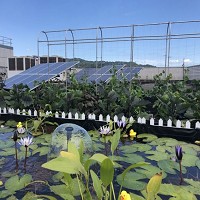 鴻海總部頂樓打造秘密花園，並安裝太陽能板，擴大潔淨能源應用。（圖／鴻海提供）