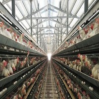 貴陽日日新養殖有限公司內部的養雞場