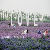 紫海芳庭薰衣草莊園一角