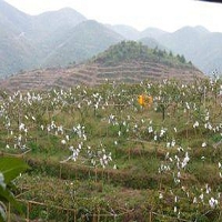 位於仙遊社硎鄉大山深處的慶豐農場甜柿園 