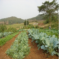 漳浦蜜原生態農場有限公司圖片