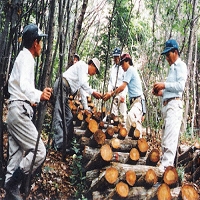 青島廣運農副產品開發有限公司(香菇林)林明城